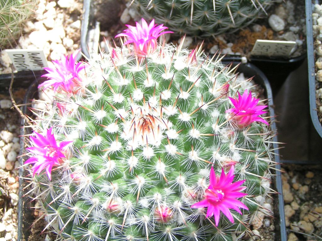 Mammillaria brauneana